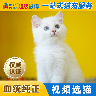 英国短毛幼猫纯种宠物猫中型猫咪短毛猫金重点幼猫纯种宠物猫活体