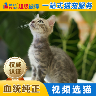 孟加拉豹幼猫蓝色纯种宠物猫中大型猫咪短毛猫幼猫纯种宠物猫活体