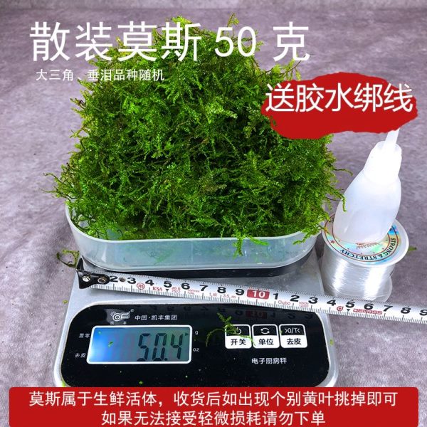 散装莫斯懒人水草水下植物垂泪莫斯美凤新手好养划算水族沉木造景