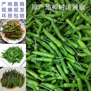 湖南正宗樟树港小辣椒农家自种产地现摘现发新鲜软皮香辣本地辣椒