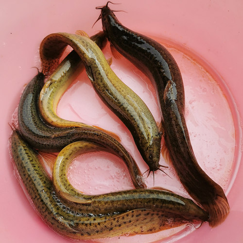 极速本地泥鳅水花 台o湾泥鳅水花苗 圆头青鳅鱼苗金鳅水花苗快大