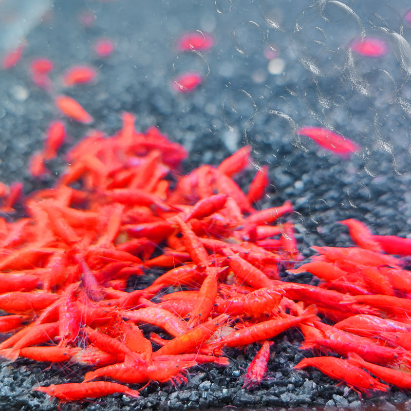 极速极火虾鲜g活观赏淡水大号红集火除藻清洁虾樱花虾繁殖烤漆清,节庆用品/礼品,路引,淘宝优惠券,粉丝福利购,淘宝优惠卷