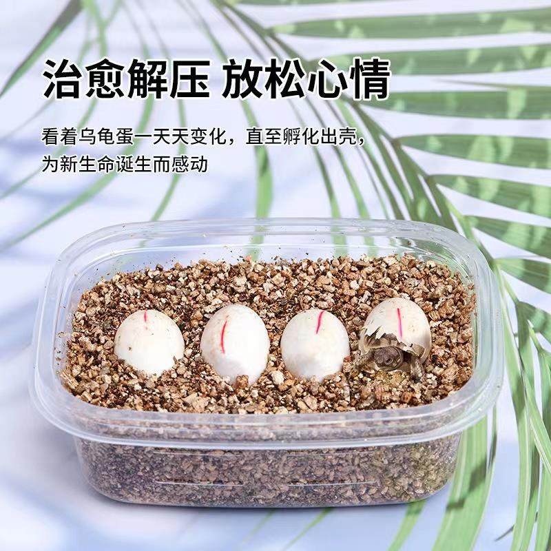 极速乌龟蛋可f孵化中华草龟巴西龟墨龟宠物蛋小学生孵化乌龟活物,节庆用品/礼品,路引,淘宝优惠券,粉丝福利购,淘宝优惠卷