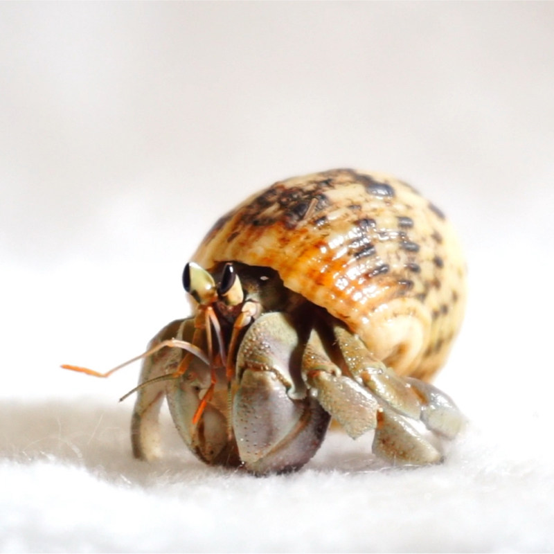 极速陆生寄居蟹淡水螃蟹宠物灰白深紫黑莓草莓短R腕陆生寄居蟹海,节庆用品/礼品,路引,淘宝优惠券,粉丝福利购,淘宝优惠卷