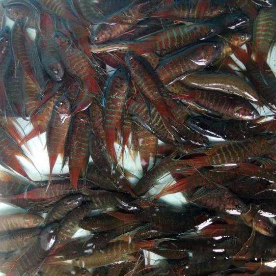 极速淡水观赏鱼中l国斗鱼活体活鱼冷水普叉不打氧菩萨花手巾热带,节庆用品/礼品,路引,淘宝优惠券,粉丝福利购,淘宝优惠卷