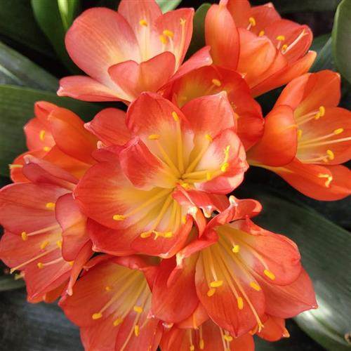 极速鞍山精品君子兰上箭剑苞开花红黄花大兰国兰S圆头立板花卉室,鲜花速递/花卉仿真/绿植园艺,时令草本花卉,淘宝优惠券,粉丝福利购,淘宝优惠卷