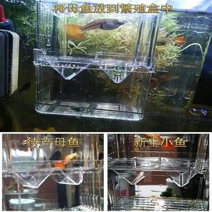 极速母鱼卵生鱼孵化盒隔离盒饲养B箱分离器待产房孔雀鱼孕母临产