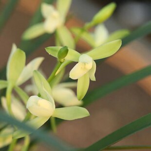 极速兰花建兰铁骨素心带花苞耐寒四季兰I开花浓香室内阳台绿植花