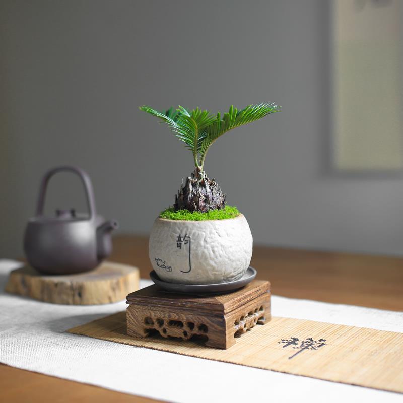 铁树苏铁迷你盆景盆栽四季常青中式禅意绿植室内茶室办公室好养