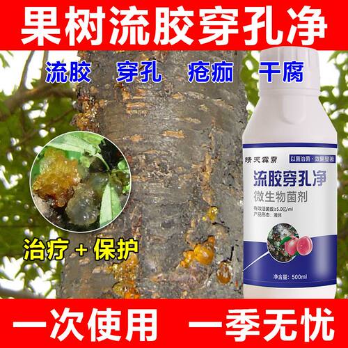 果树流胶穿孔病缩叶炭蛆褐