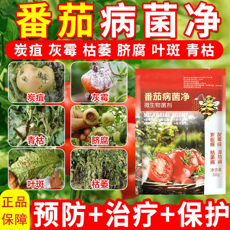 番茄病菌净西红柿专用早晚