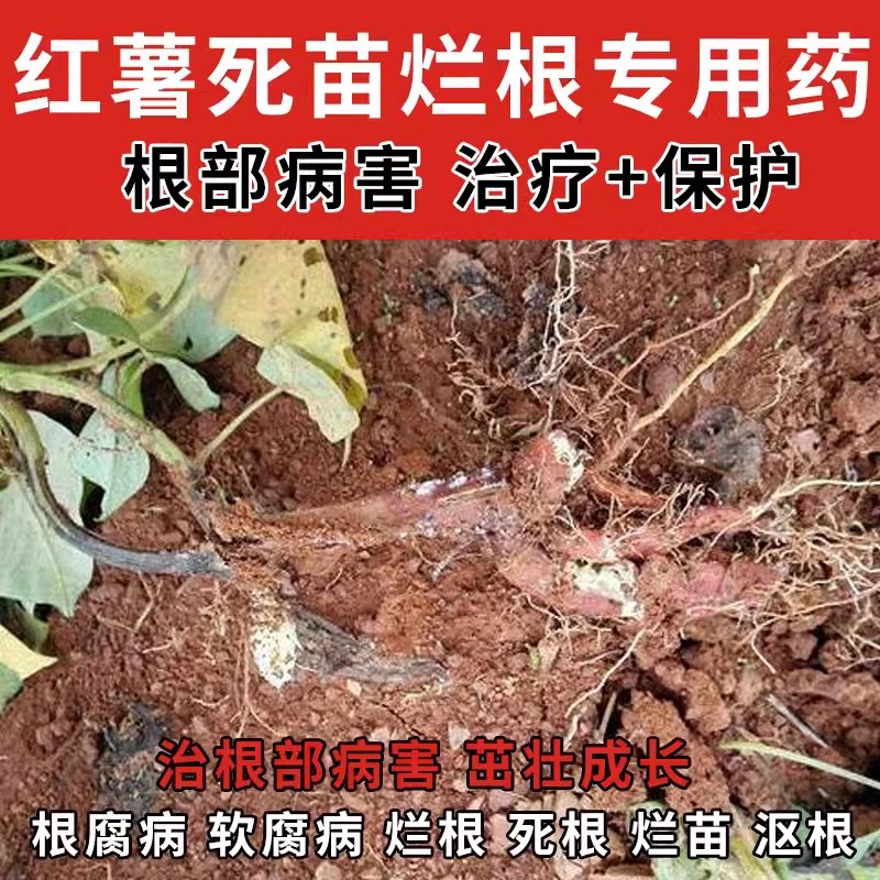 红薯死苗烂根专用治高效药