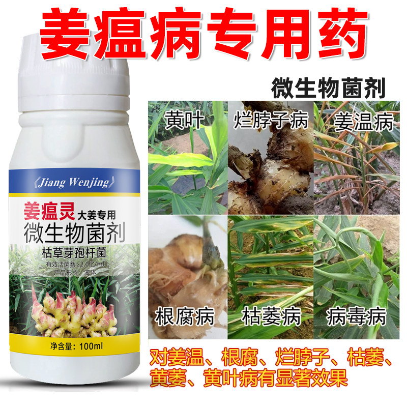 姜瘟净沙生病农药烂脖子根