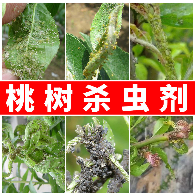 桃树杀虫剂蚜虫蜜虫小飞虫芽虫除虫药牙虫克星花卉家用盆栽装送壶