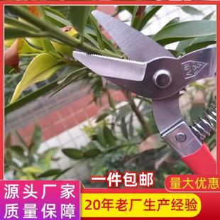 A级罗定带齿不锈钢剪刀园林工具盆景修枝剪园艺剪砂糖柑橘采果剪