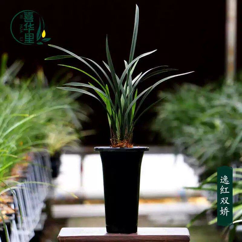 喜花里兰花苗四季建兰小国魂逸虹双骄开花浓香型花卉绿植盆栽花卉