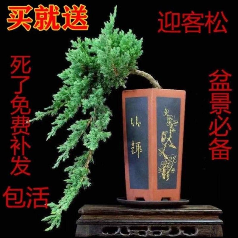 迎客松盆景真树松柏盆景四季青植物罗汉松盆景真树地柏盆景办公桌图片