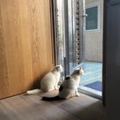 美雅纱窗防猫网抓门帘围栏推拉式 伸缩养猫封窗网跳窗网折叠纱门