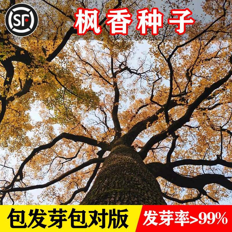 枫香种子 枫香树种子 绿化苗木林木苗木 风景树阳台花卉种籽