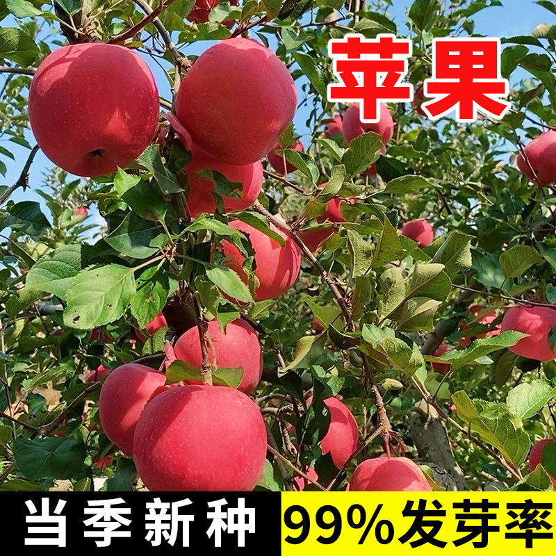 苹果树盆栽南方北方种植地栽冰糖心苹果籽子活苗矮化果树当年结果图片