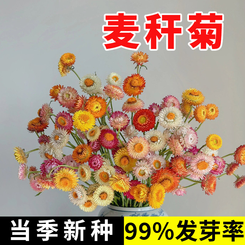 麦秆菊种子混色腊菊干花菊花籽景观绿化盆栽花卉阳台园艺切花观花