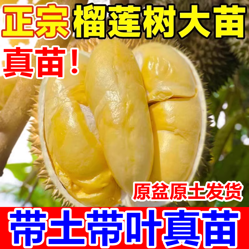 四季榴莲嫁接树苗南北方种植金枕头泰国果树苗南方芒果苗菠萝蜜苗