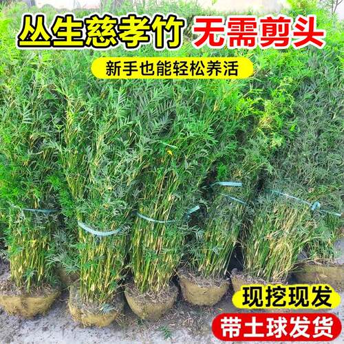 丛生慈孝竹盆栽室内庭院景