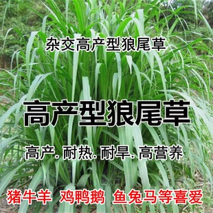 进口高产型美洲杂交狼尾草种子牧草草籽甜象草科耐旱不倒伏牧草籽