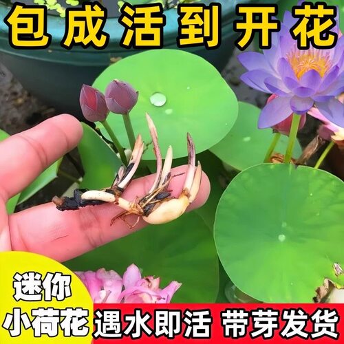 碗莲水培植物室内花好养7天发芽