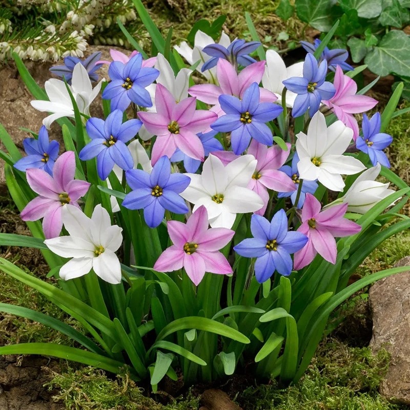 风雨兰种球重瓣多季开花浓