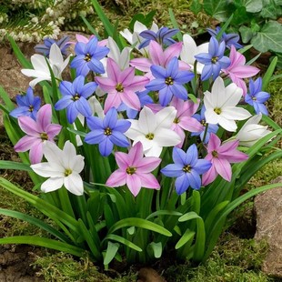 风雨兰种球重瓣多季开花浓香型葱兰韭兰石蒜盆栽阳台庭院花卉绿植