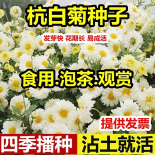 菊花种子籽盆栽阳台室内花卉种籽贡菊野菊花泡茶杭白菊种孑菊花籽