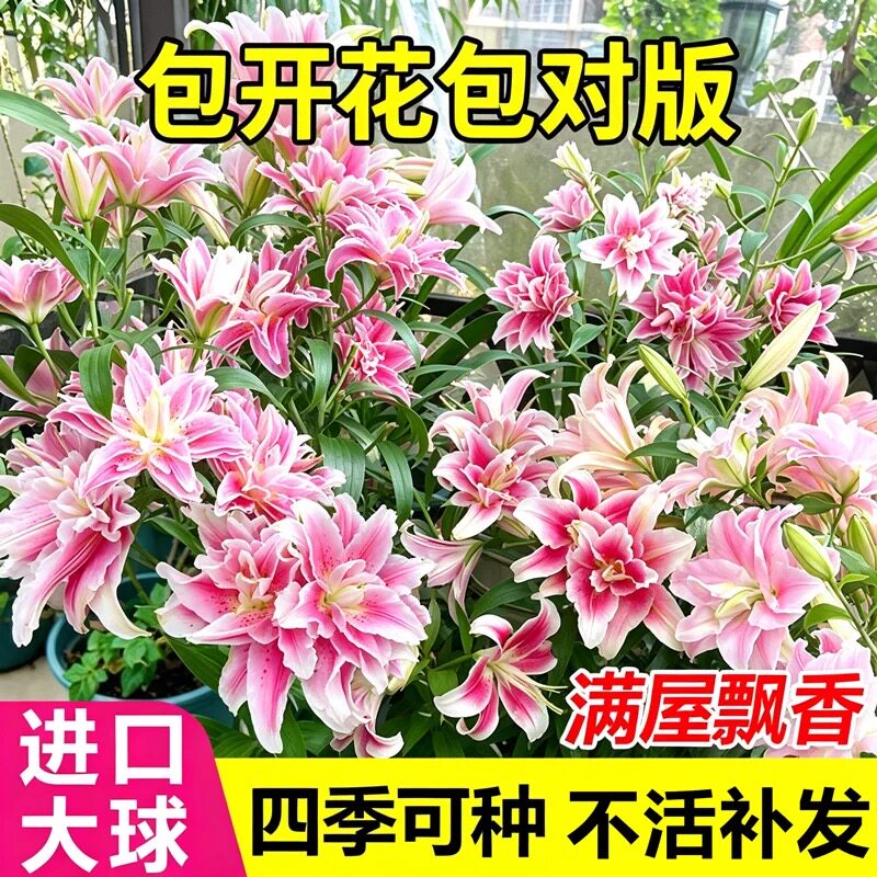 进口香水百合种球带芽重瓣大球图片