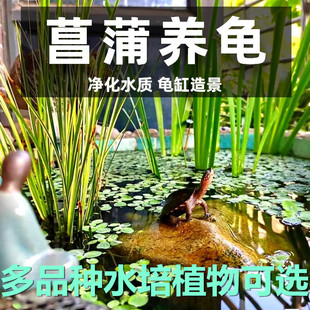 水竹菖蒲类沼泽过滤水培植物阳台办公室养龟养鱼净化水质挺水植物