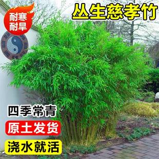 丛生慈孝竹盆栽室内外观赏竹子苗南北方庭院种植四季常青耐寒绿植
