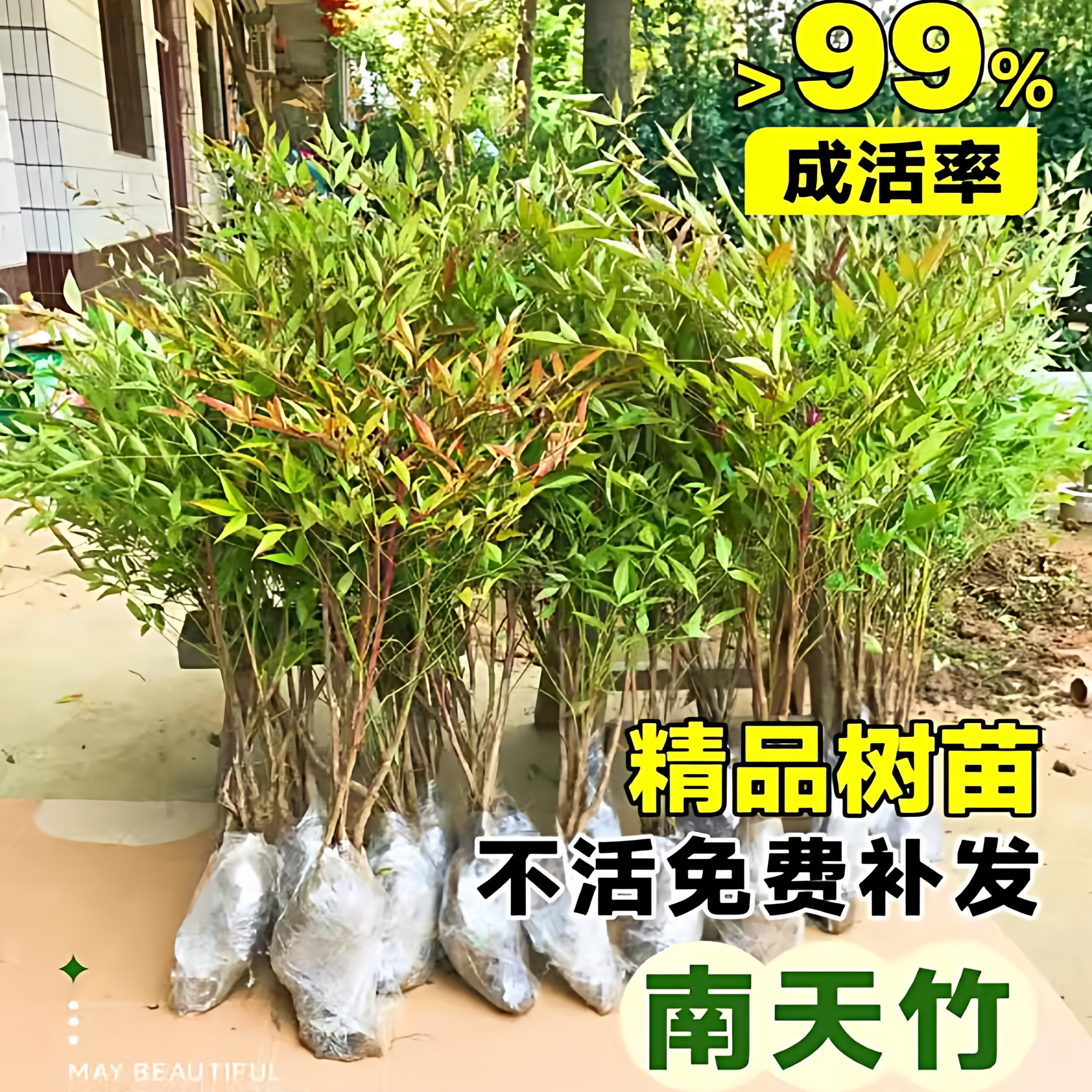 南天竹盆栽树苗真绿植南天竺室内客厅老桩盆景院观叶大型土培带根