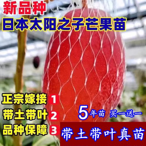 新品种太阳之子芒果嫁接耐