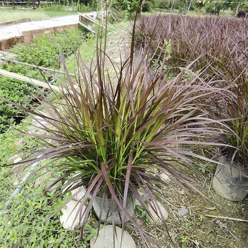 紫叶狼尾草盆栽花镜植物火