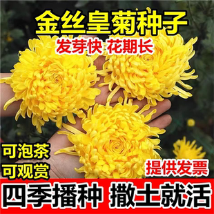 金丝皇菊种子盆栽植物贡菊杭白菊庭院泡茶黄菊花食用花卉菊花种籽
