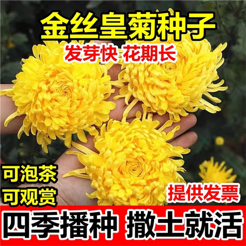 金丝皇菊种子盆栽植物贡杭