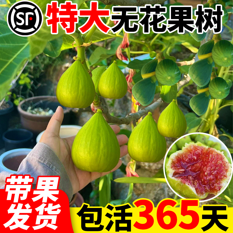 无花果树苗矮化盆栽特大格