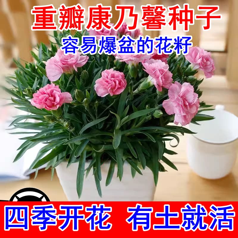 康乃馨花种子阳台室内外籽图片