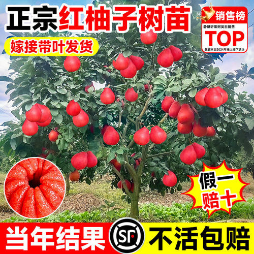 柚子树苗嫁接泰国暹罗红文