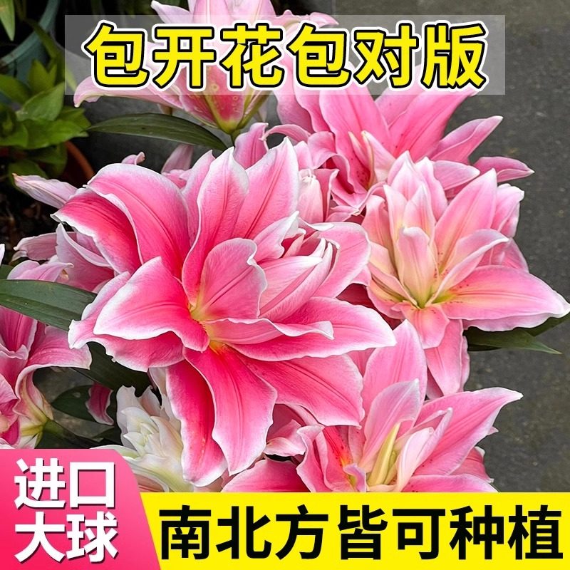 进口欧洲香水百合种球重瓣图片