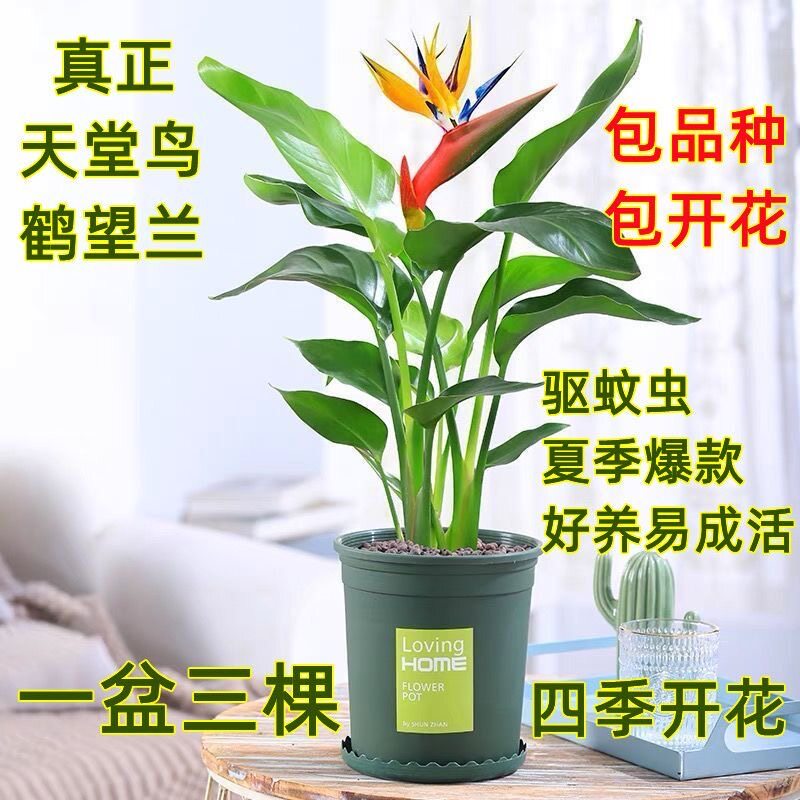 带原土阳台天堂鸟盆栽鹤望图片