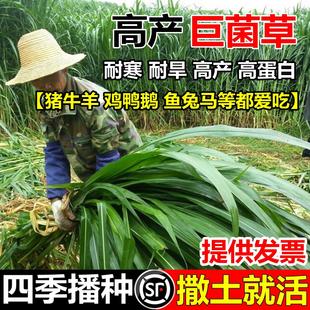 新型高产巨菌草种子多年生四季牧草甜象草皇竹草种子养殖畜牧草籽