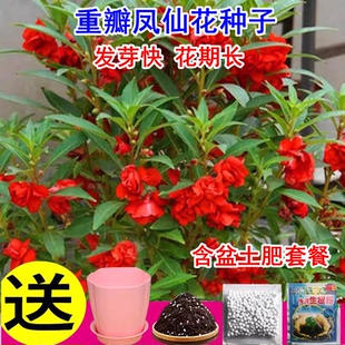重瓣凤仙花籽花苗指甲花染指甲草种籽学生实验套装花种子易活四季