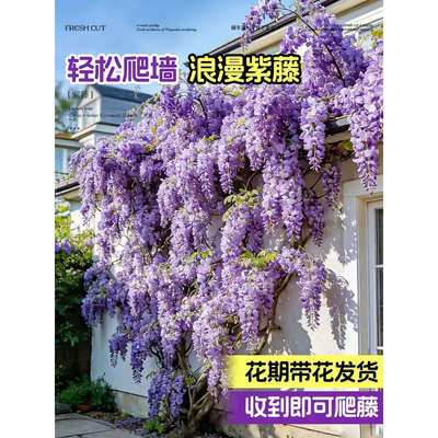 重瓣紫藤树苗耐寒冻卉
