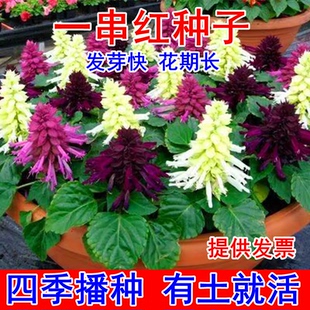 矮杆一串红种子高杆一串红花草籽工程园林绿化草花种子一串蓝种籽