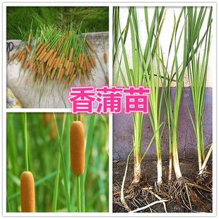 挺水植物香蒲苗 水烛 蒲草 菖蒲 蒲黄棒池塘湿地公园水生植物绿化